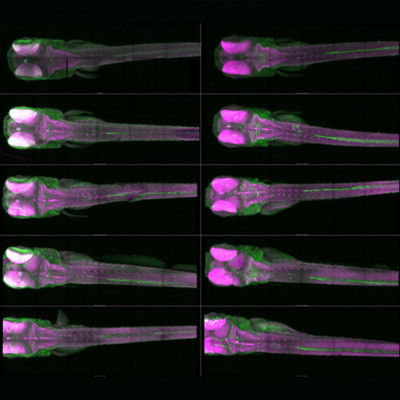 Fluorescent fish